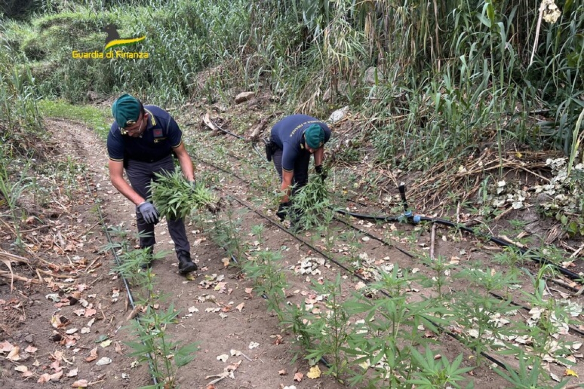 Sequestrata una piantagione di marijuana nel Vibonese