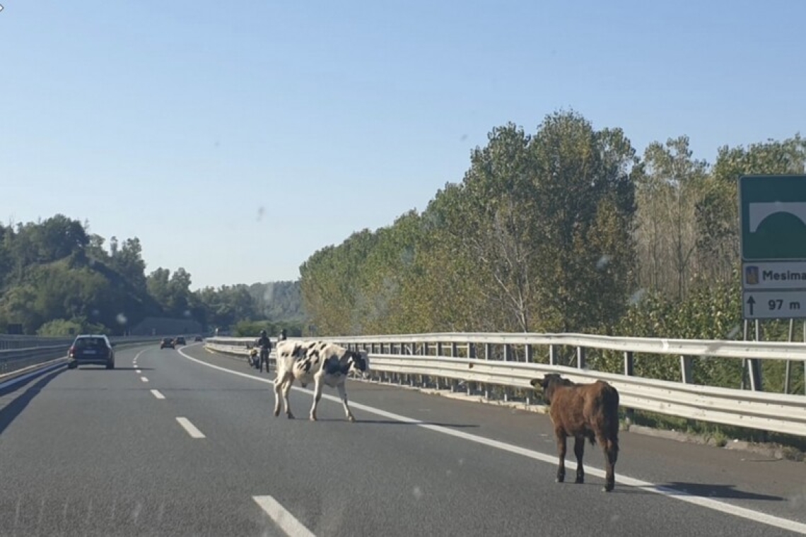 Una mucca vagante sulla A2, portata via, regolarizzato il traffico 