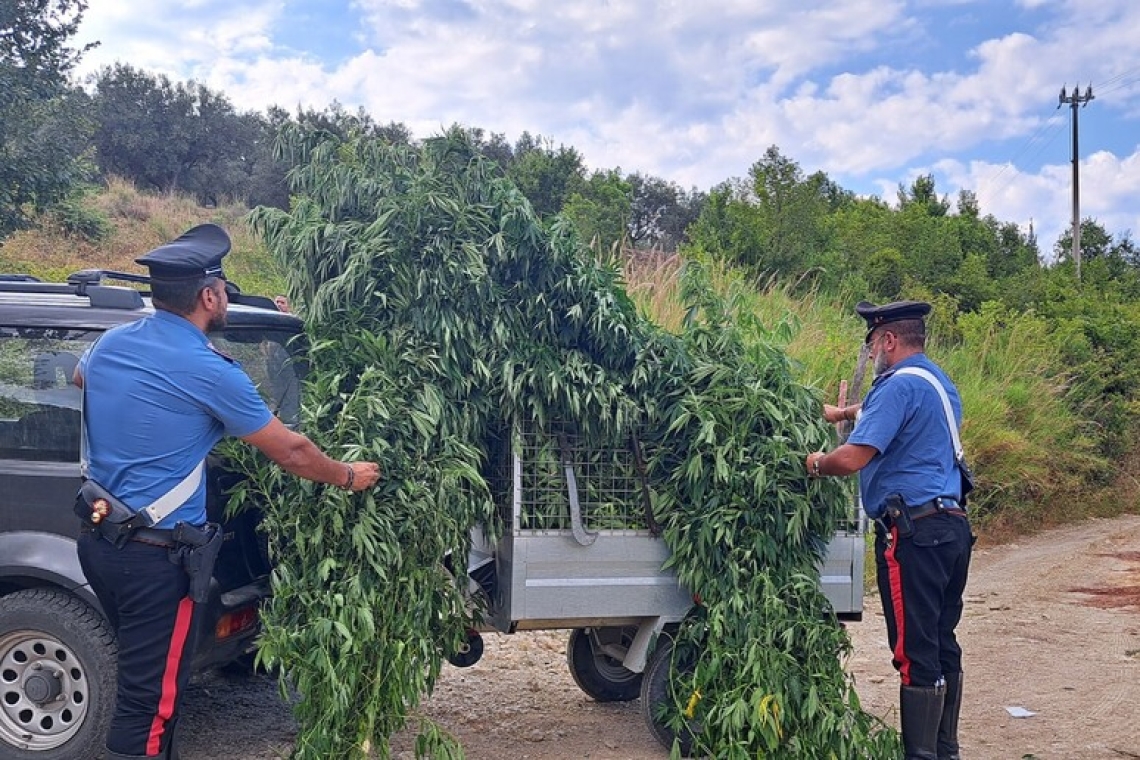 Scoperta una piantagione di cannabis indica nel Catanzarese