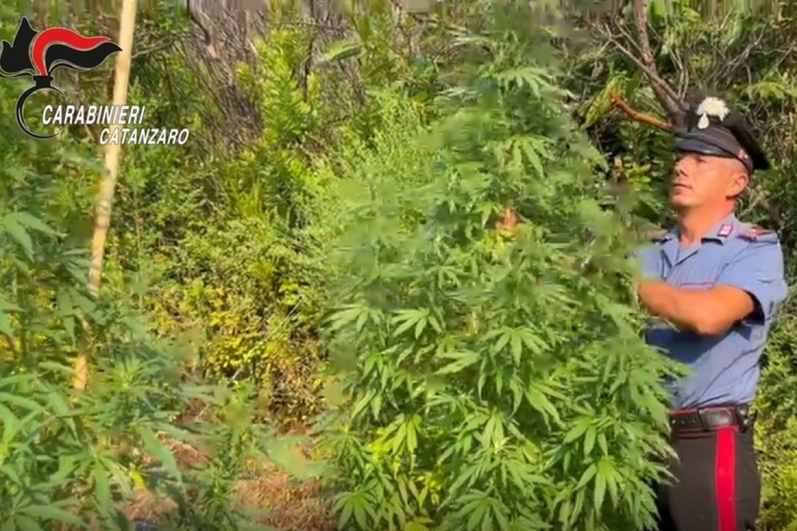Beccato a coltivare cannabis, arrestato e condannato
