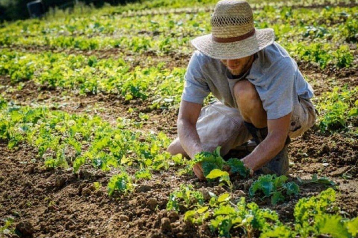 Altri 6,8 milioni all’Agricoltura per il 'Primo insediamento'
