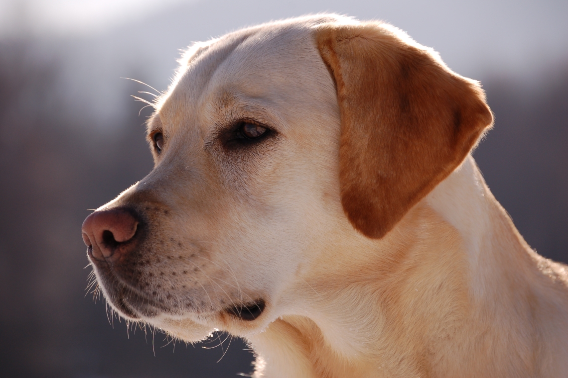 Un cane salta da terrazzo e s'impicca con la catena, presentato un esposto da Assofido