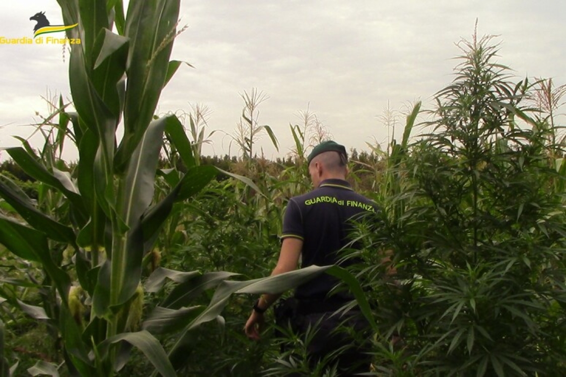 Individuata dal “cielo” una piantagione di droga nel Casertano