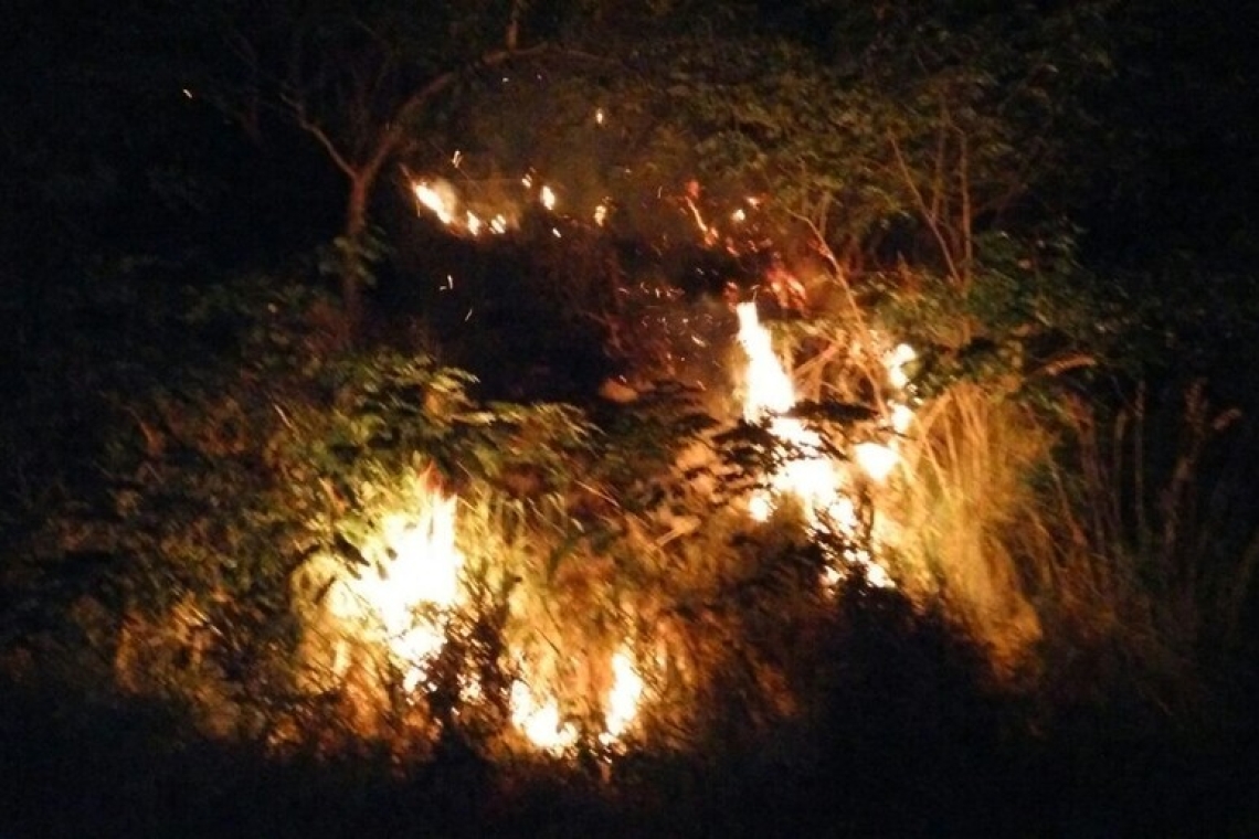 Appicca un incendio alla vegetazione, denunciato 