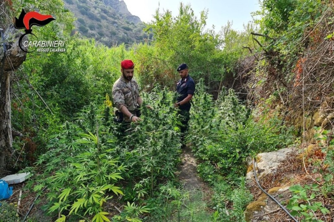 Scoperta una piantagione di canapa indiana nel reggino