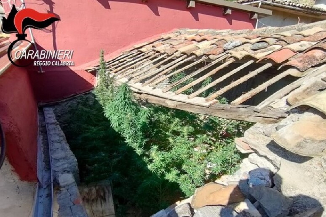 Coltivava marijuana sul tetto di casa, arrestato