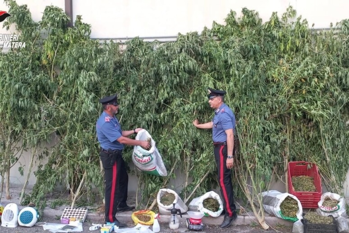 Arrestato un 70enne, coltiva piante di marijuana