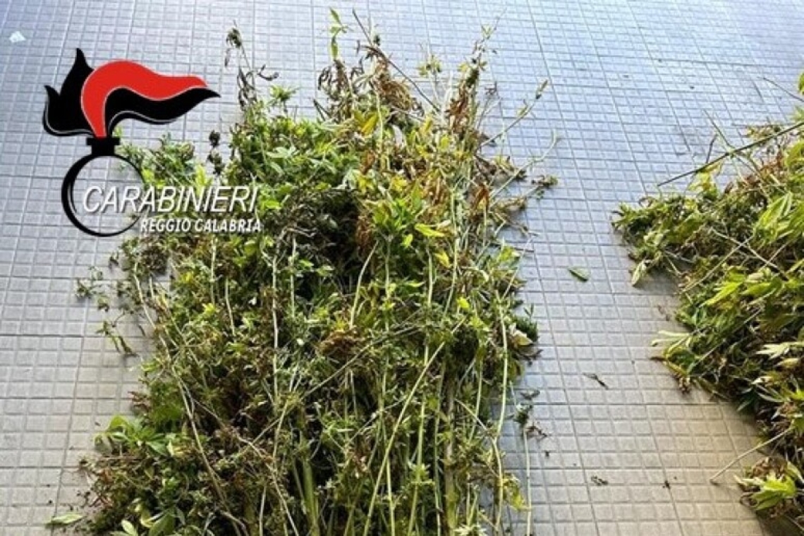 Scoperte dai Carabinieri 500 piante di canapa indiana a Reggio Calabria