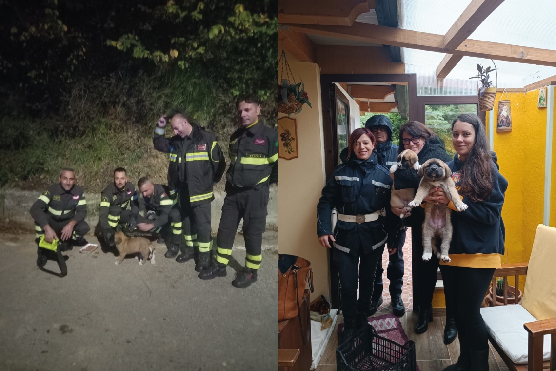 Castrolibero: Un amorevole lavoro di squadra per salvare due cuccioli randagi in pericolo