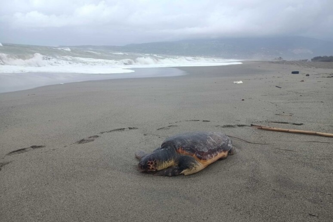Trovata sulla spiaggia di Lamezia la carcassa di una Caretta Caretta