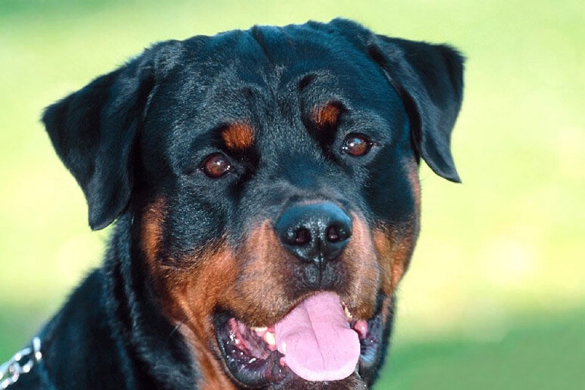 Una donna è stata aggredita dal suo rottweiler nel giardino di casa