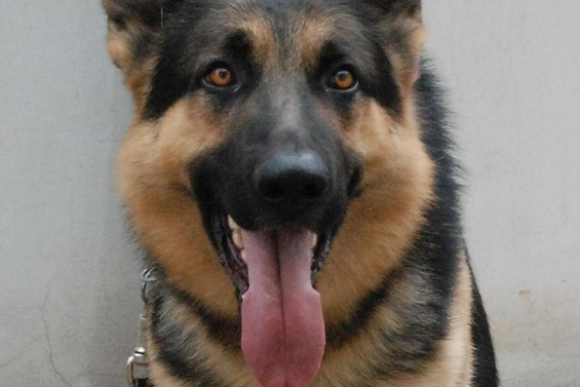 Cane antidroga sventa un tentativo di introduzione di hashish nel carcere di Salerno
