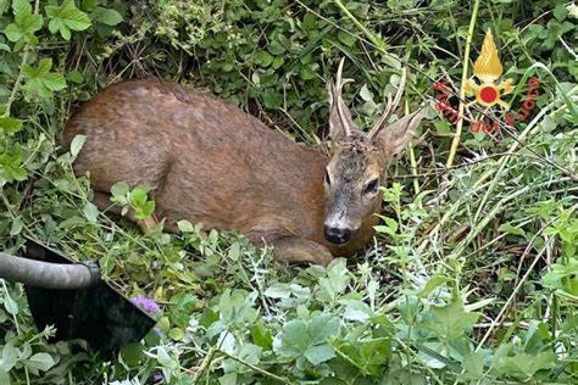 Capriolo investito e caduto in una scarpata a Bisignano: salvato dai Vigili del Fuoco