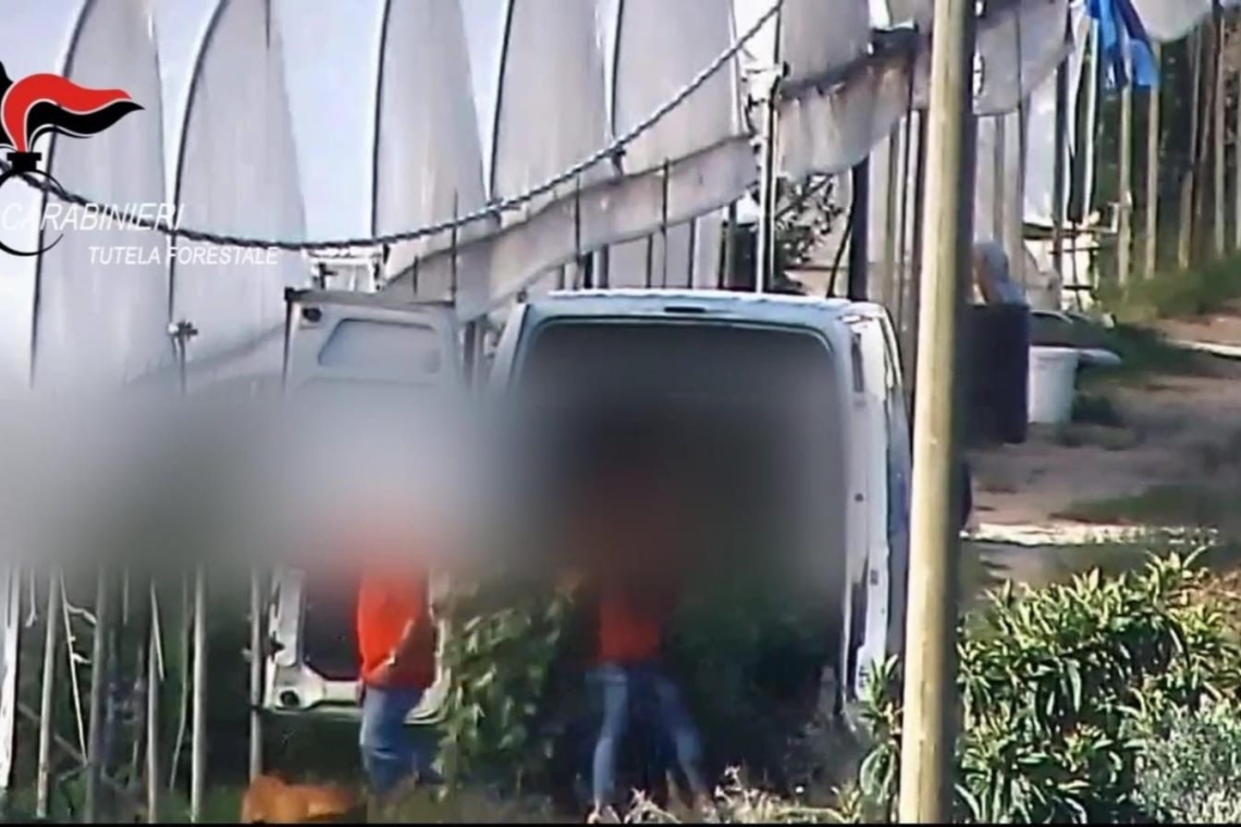 Operazione "Fata Verde": 11 arresti per piantagioni di Cannabis della 'Ndrangheta nel reggino