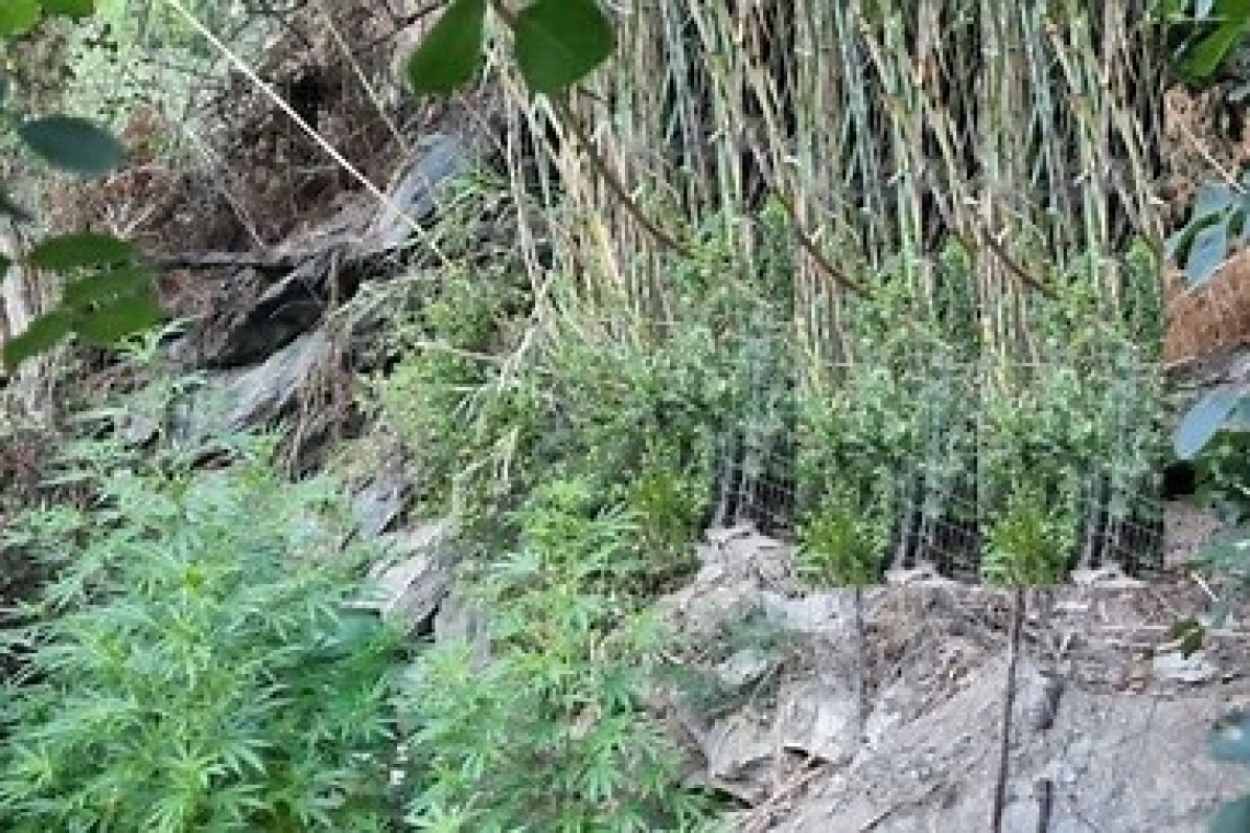 Scoperta coltivazione illegale di marijuana nel Catanzarese: sequestrate 27 piante