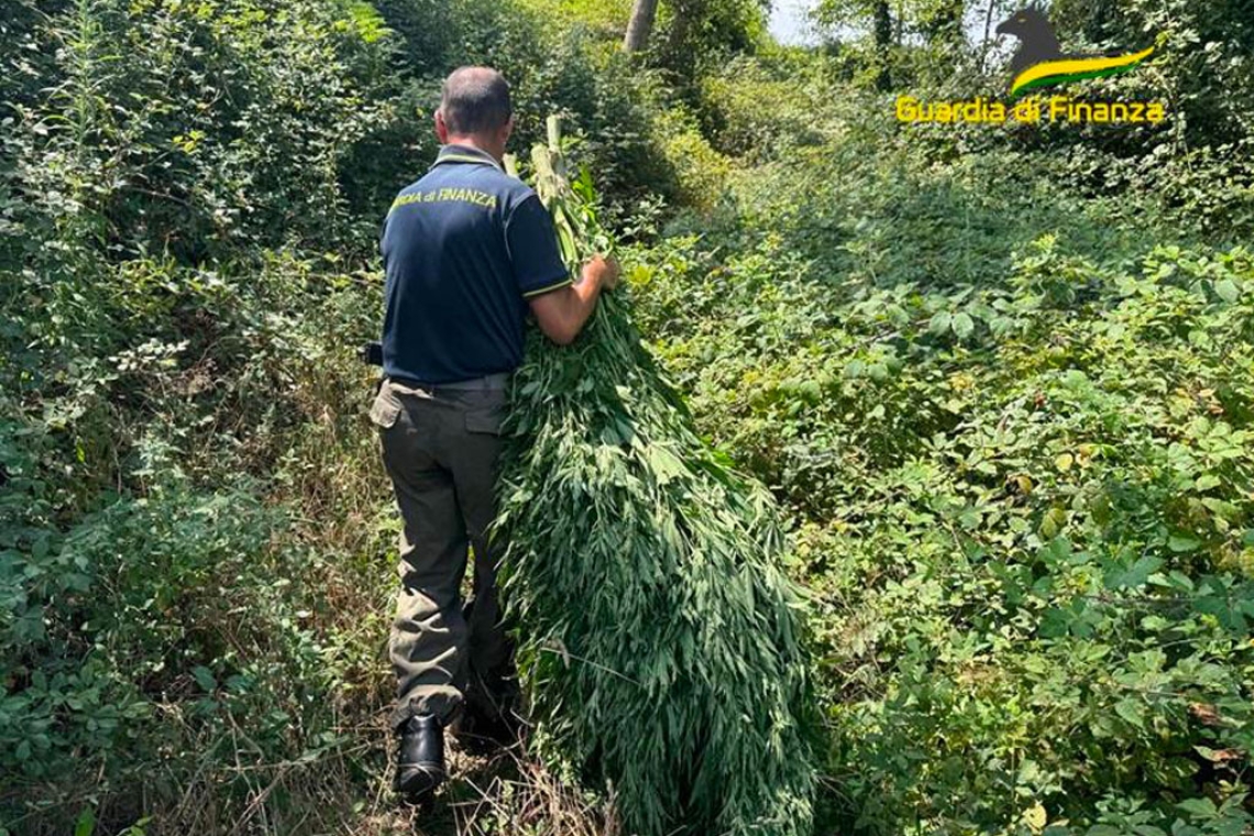 Scoperta e sequestrata piantagione di cannabis nel Cosentino