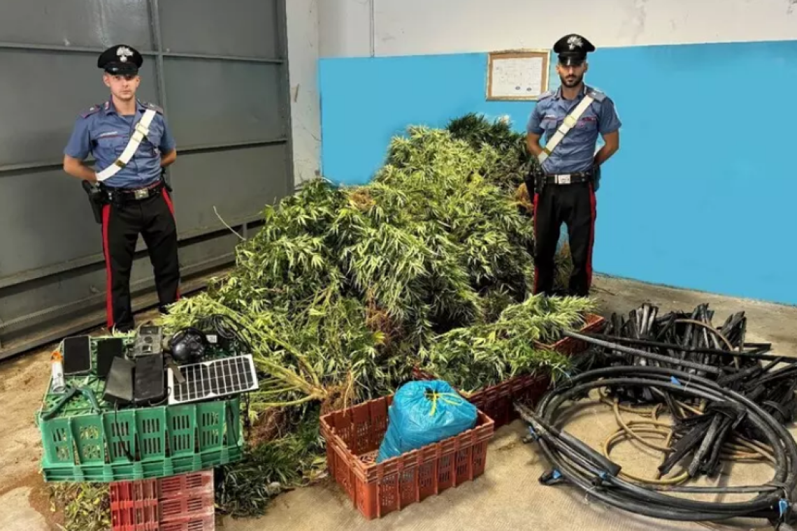 Isola Capo Rizzuto: tre arresti per coltivazione di marijuana