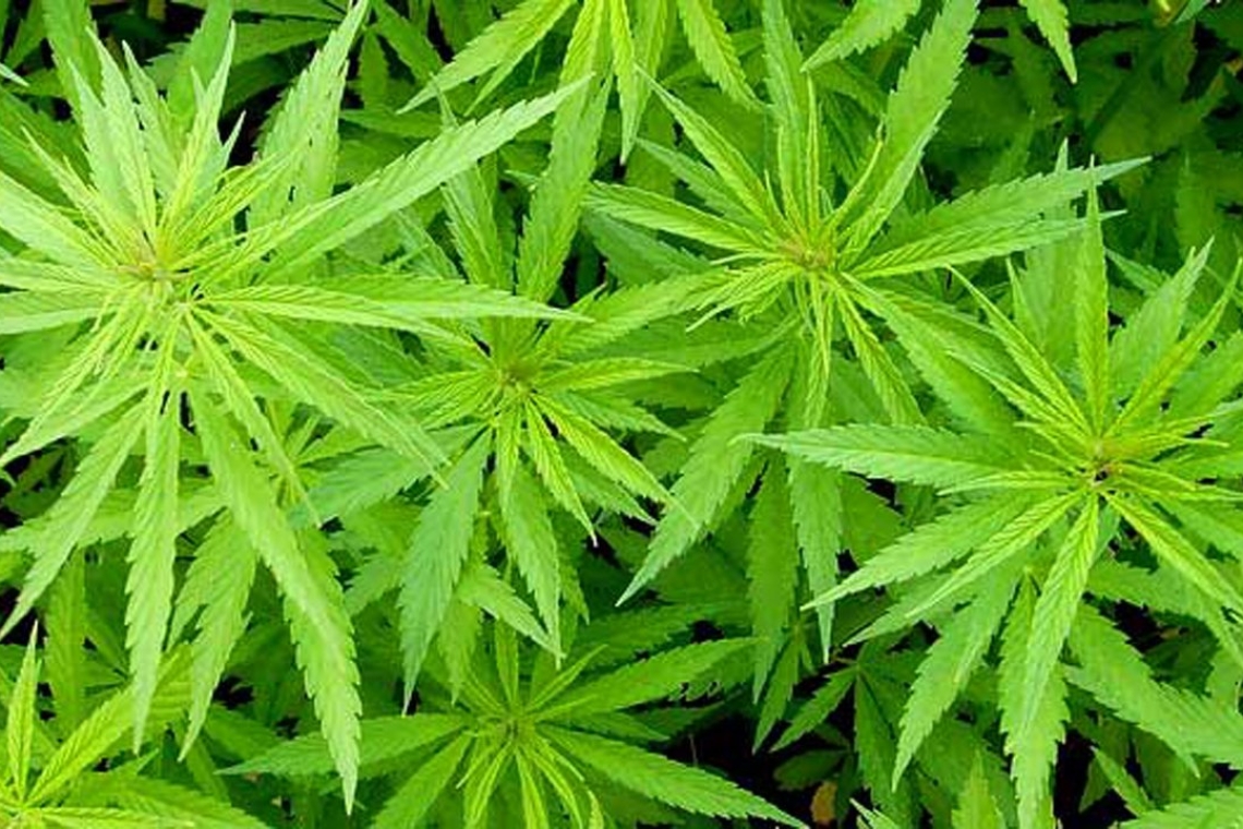 Cosenza: Carabiniere fuori servizio scopre piantagione di marijuana 