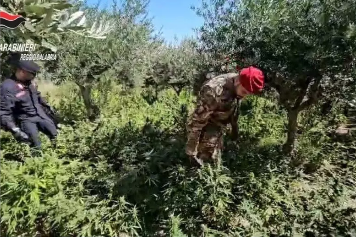 Scoperta piantagione di canapa indiana nella Locride: un arresto